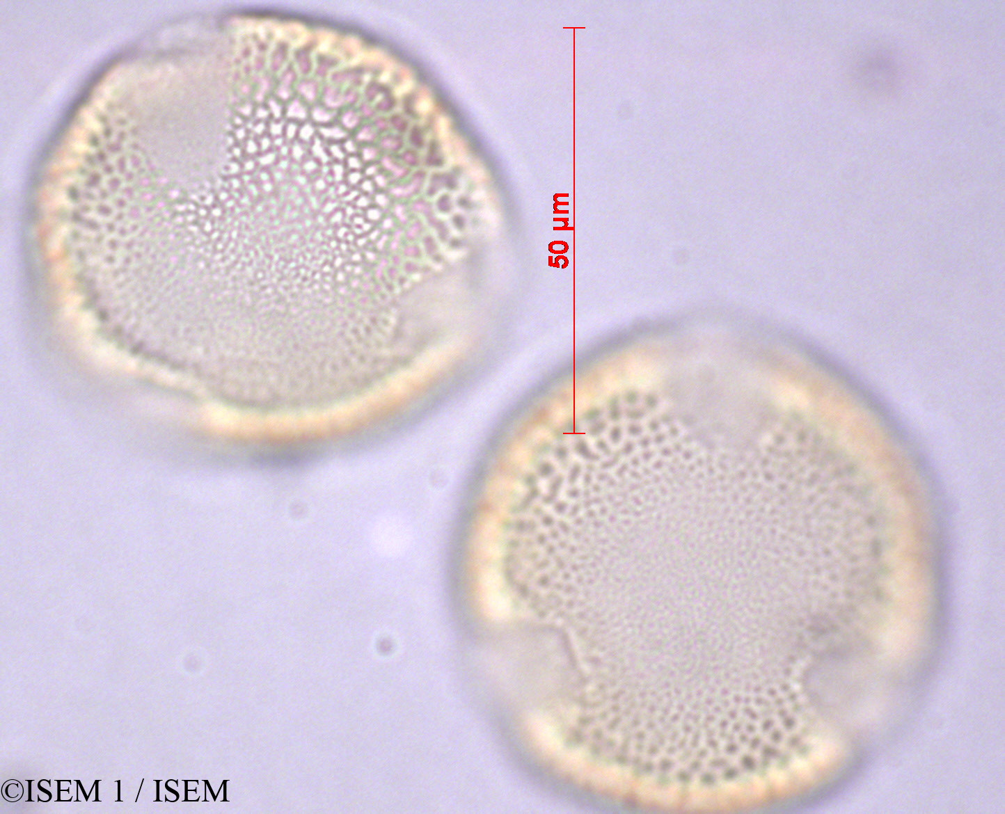 ISEM 1/Laurentia_longiflora_28903/Laurentia_longiflora_28903_0001(copy).jpg